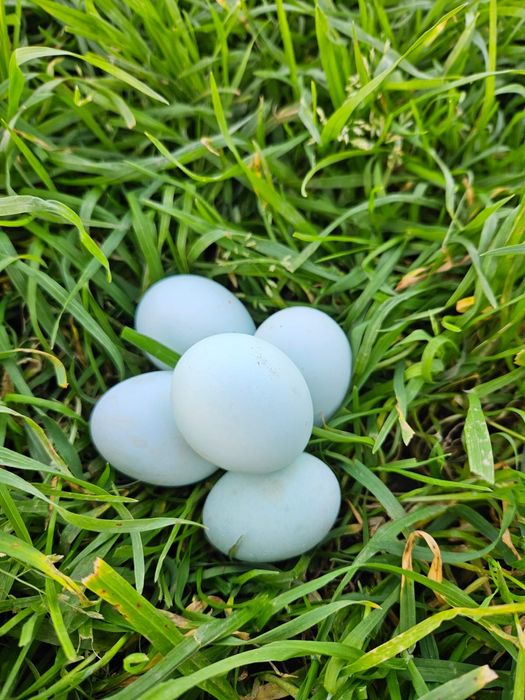 Ovos Leghorn Fertilizados