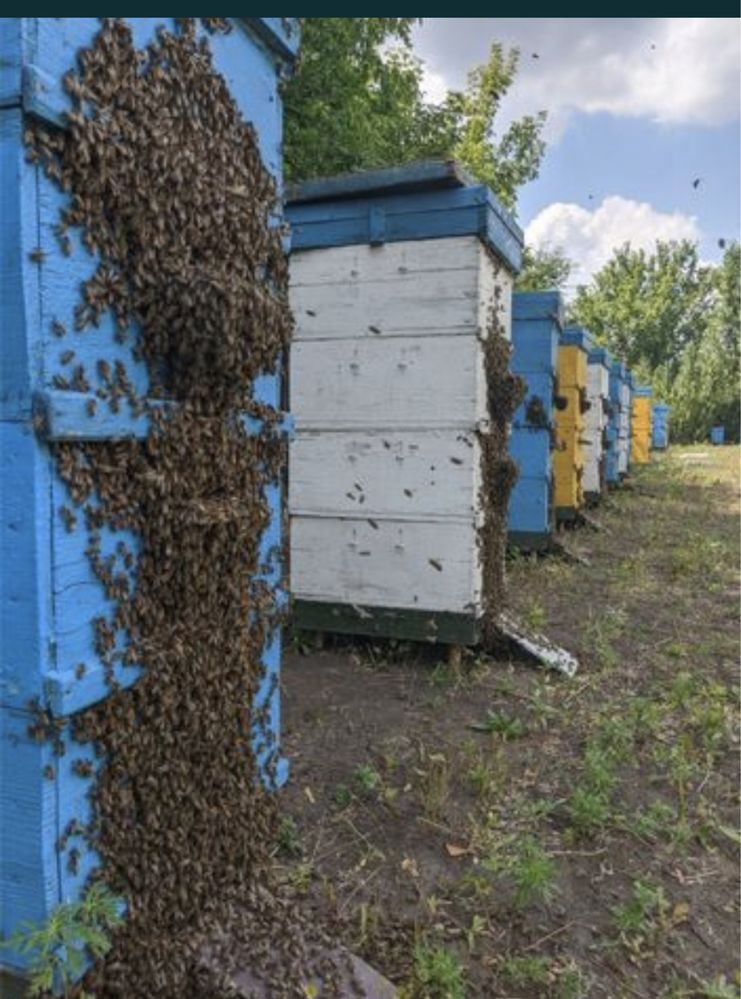 Прийму в дар пасеку семью пчёл, пчёлопакеты улей
