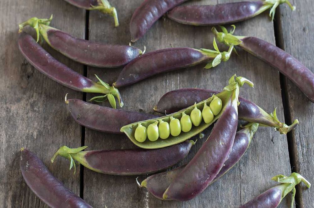 Semenes de Ervilha de vagem ROXA