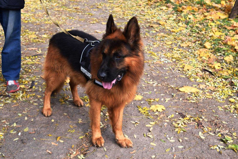 немецкая овчарка супер щенки для охраны