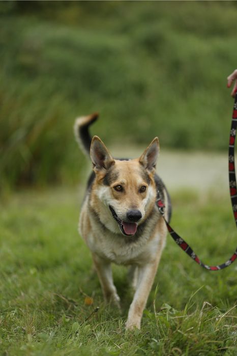 Abel szuka domu na zawsze