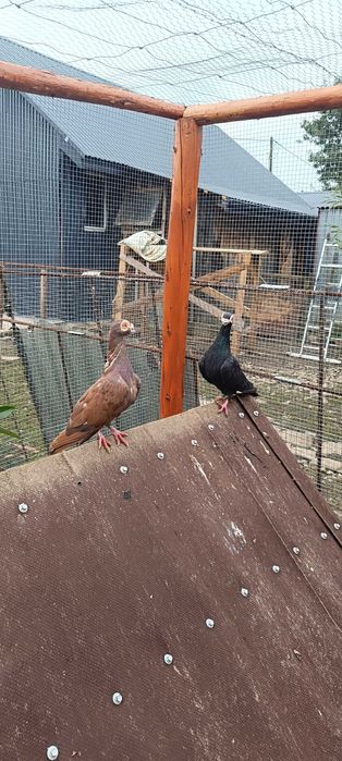 Gołębie brodawczaki para