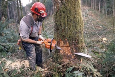 Usługi Rębakiem Karczowanie Działek Wycinka Pielęgnacja Drzew