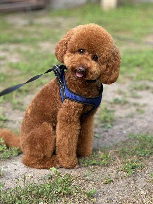 Вязка той пудель ред браун