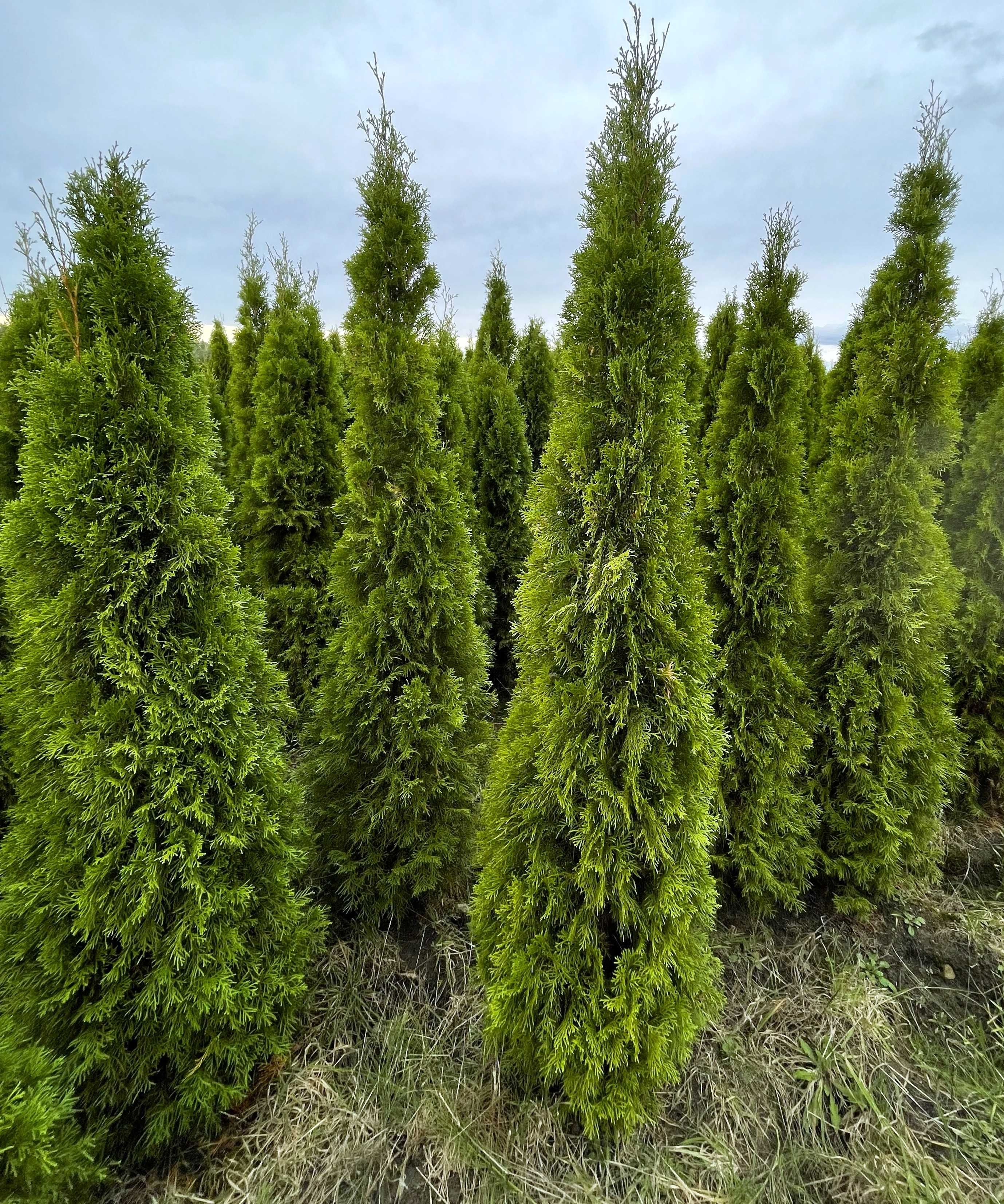 tuja szmaragd, thuja 70-80cm iglaki GĘSTE hurt detal transport wysyłka