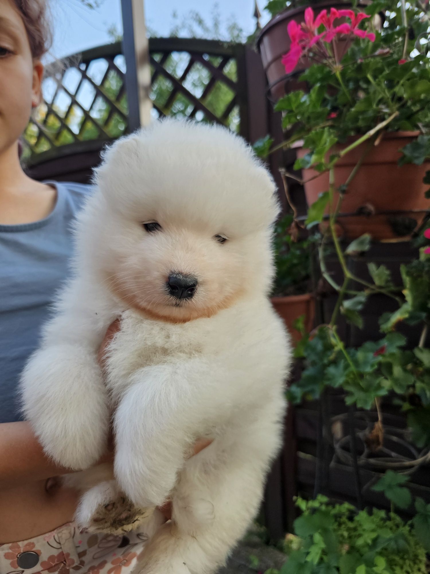 Samoyed Zkwp/ FCI - ostatni chłopak