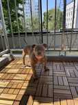 American Bully ABKC POCKET szczeniak suka GOTOWE DO ODBIORU Sosnowiec