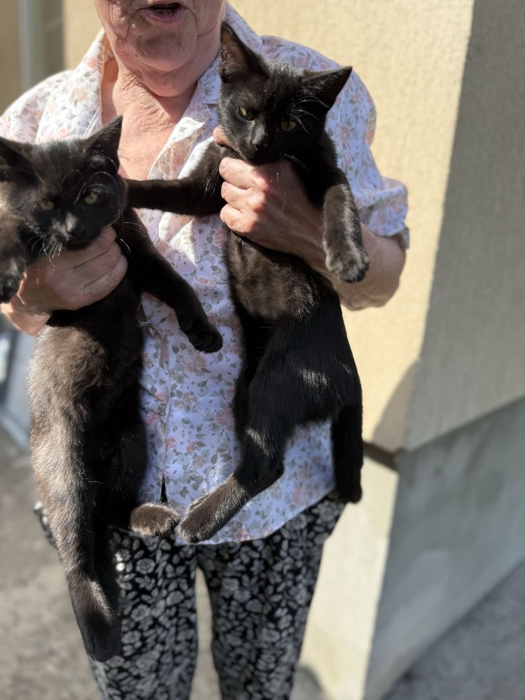 КотоФеї в турботливі  руки