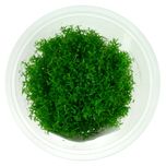 Gratiola viscidula in vitro 10 cm kubek