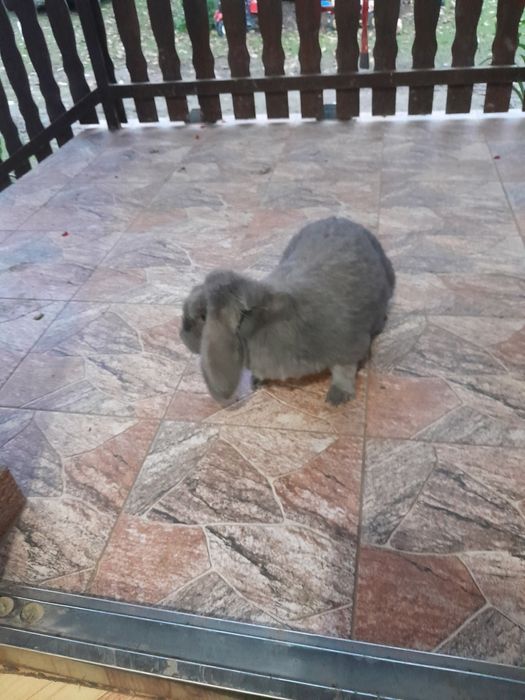 Sprzedam samice krolika