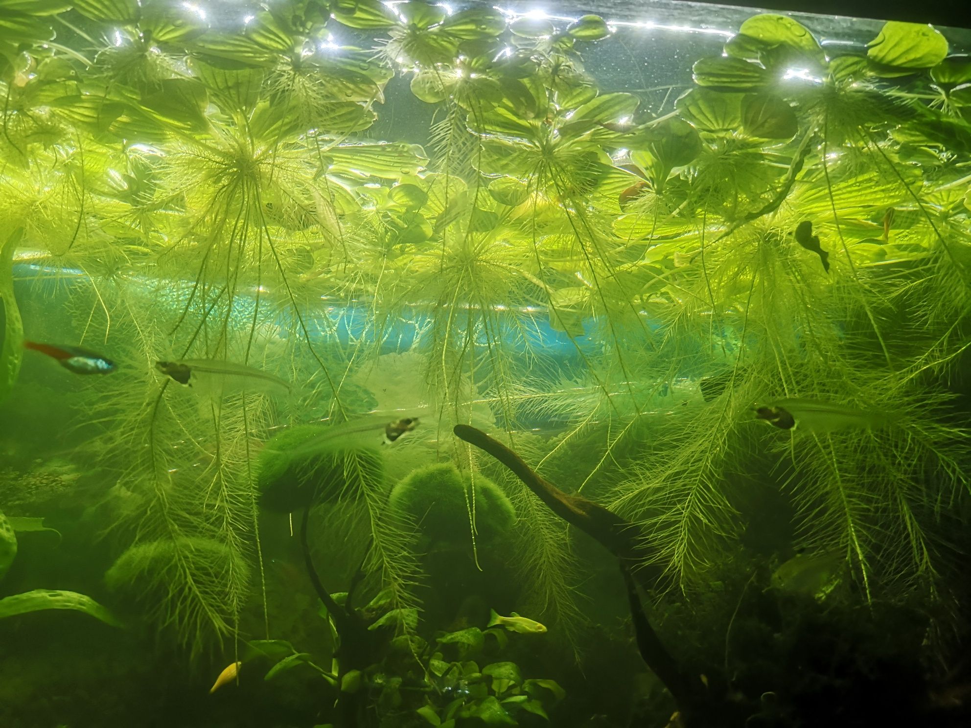 Pistia roślina pływająca