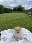 Szpic Miniaturowy Pomeranian Gucio