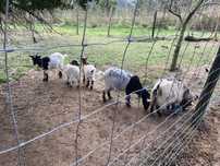 Cabra ana (femea e macho  bebe) goat