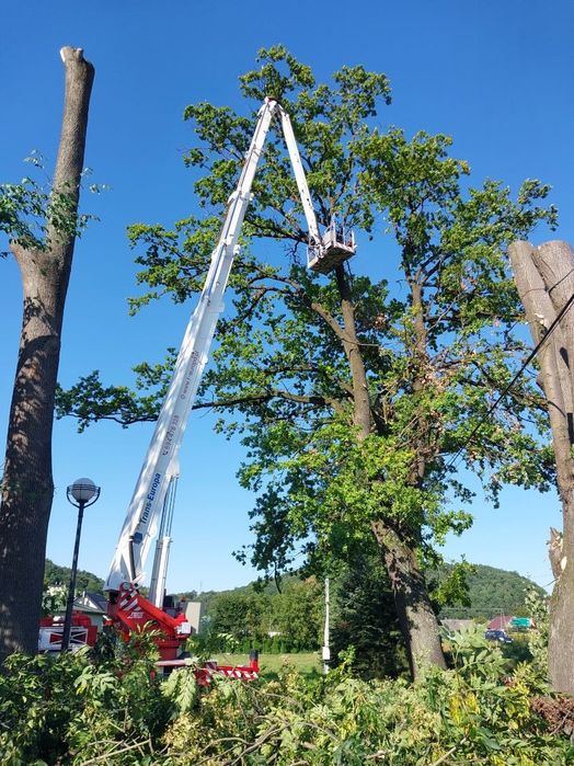 Wycinka ścinka drzew czyszczenie działek usługi rębakiem Jadowniki