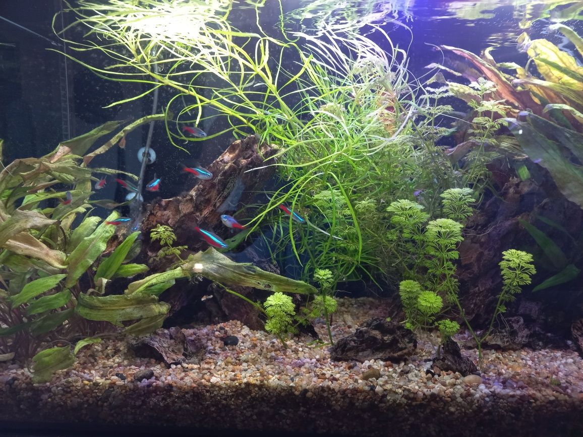 Akwarium aquel 112 l zestaw z życiem
