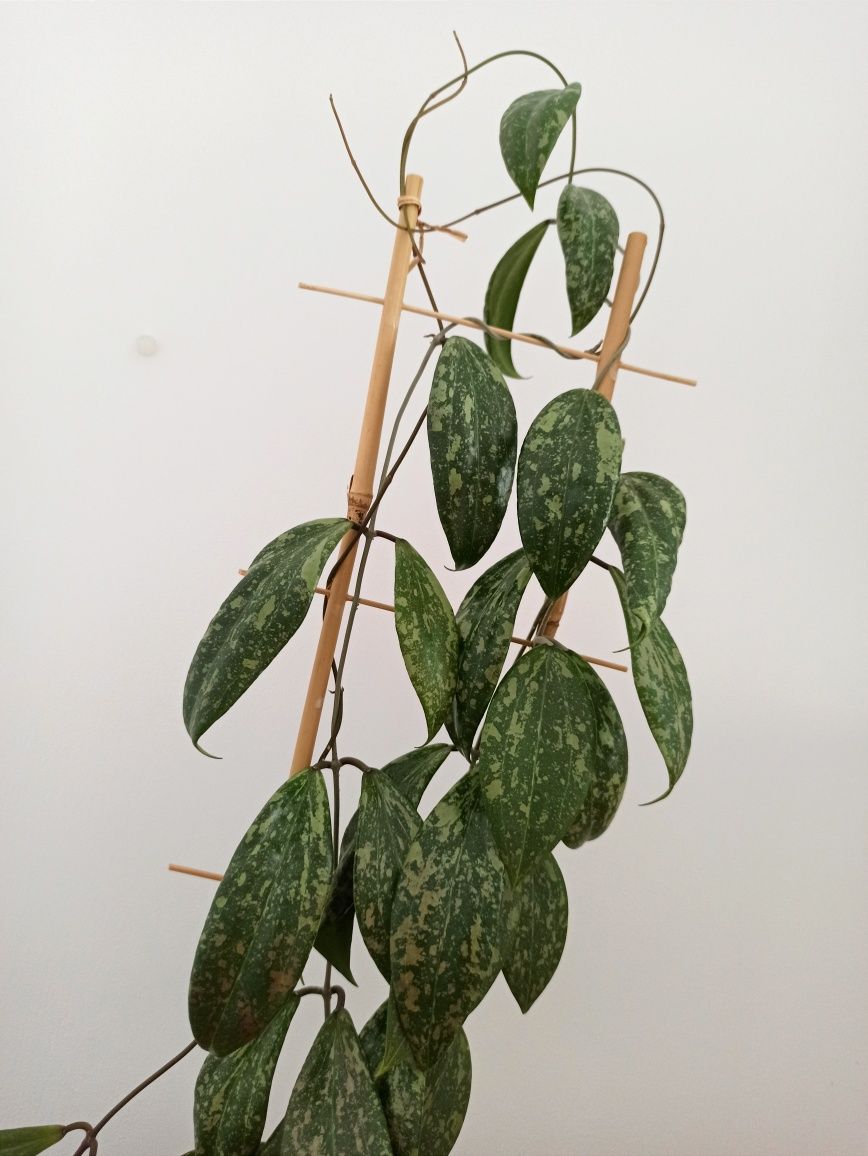 Hoya wibergiae różowa