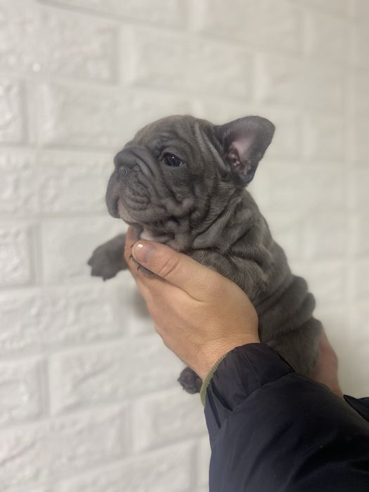 Вʼязка Французький бульдог Біг роб