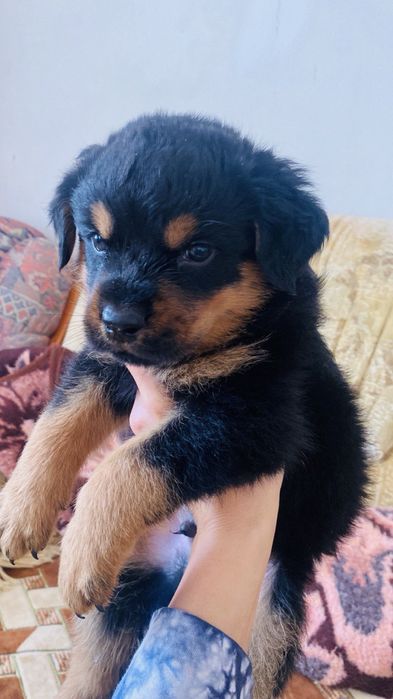 Чистокровные щенки ротвейлера мальчики и девочки