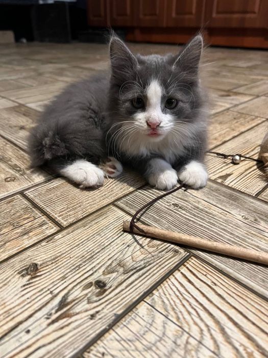 Віддам кошеняток, дуже грайливі та лагідні!