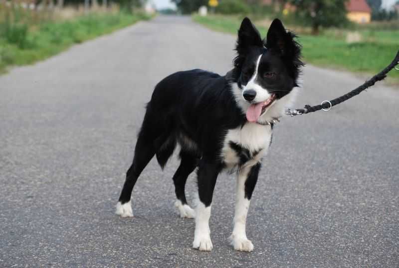 Piesek Border Collie czarno-biały gotowe do odbioru.
