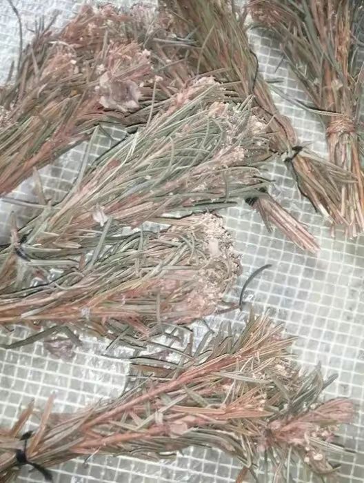 Лікарські трави від хвороб язви кашлю та бронхіту