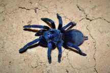 Lasiocyano sazimai (Pterinopelma)