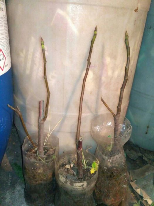 Інжир Поморійський 6 , Брунсвік / Саженці  /Инжир Поморийский6