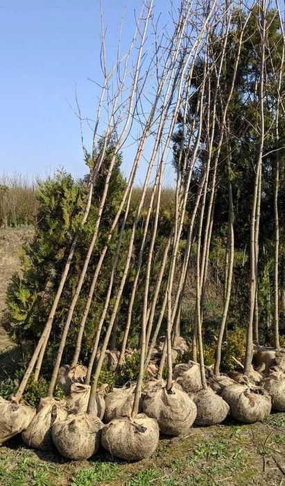 Sadzonki klon pospolity, jawor, jesionolistny, zwyczajny