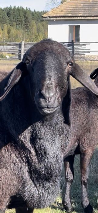 Продажа ягнят гиссарской породы баранов