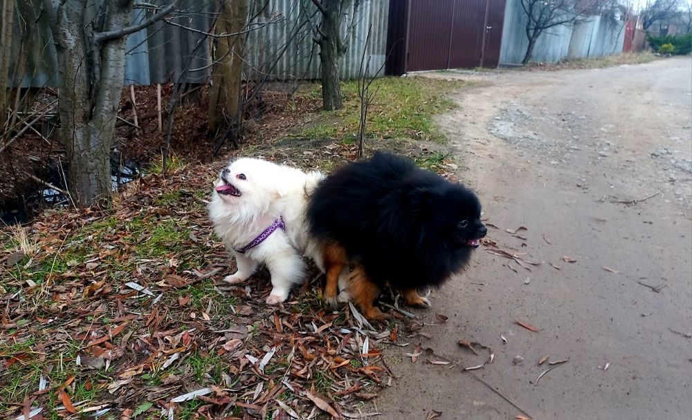 Вязка померанский шпиц