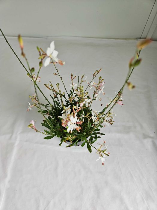 Gaura Graceful White 70 cm – bylina o białych kwiatach C2