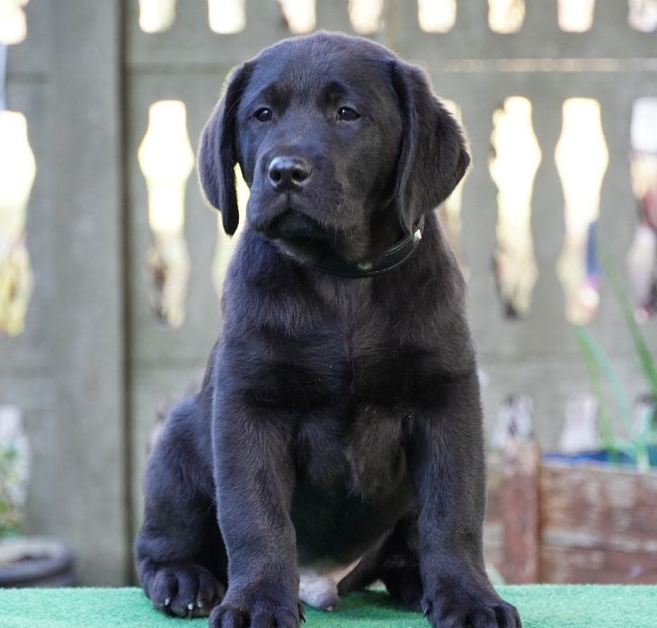 Labrador retriever czarny piesek ZKwP/ FCI  gotowy do odbioru