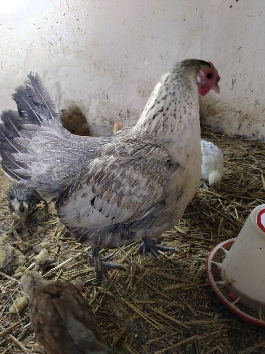 Jaja lęgowe kurek rajskich