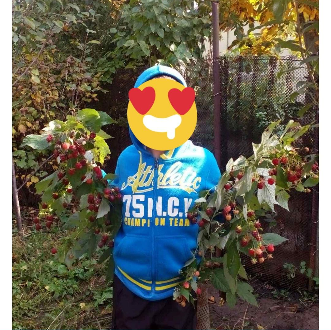Малина ремонтантная