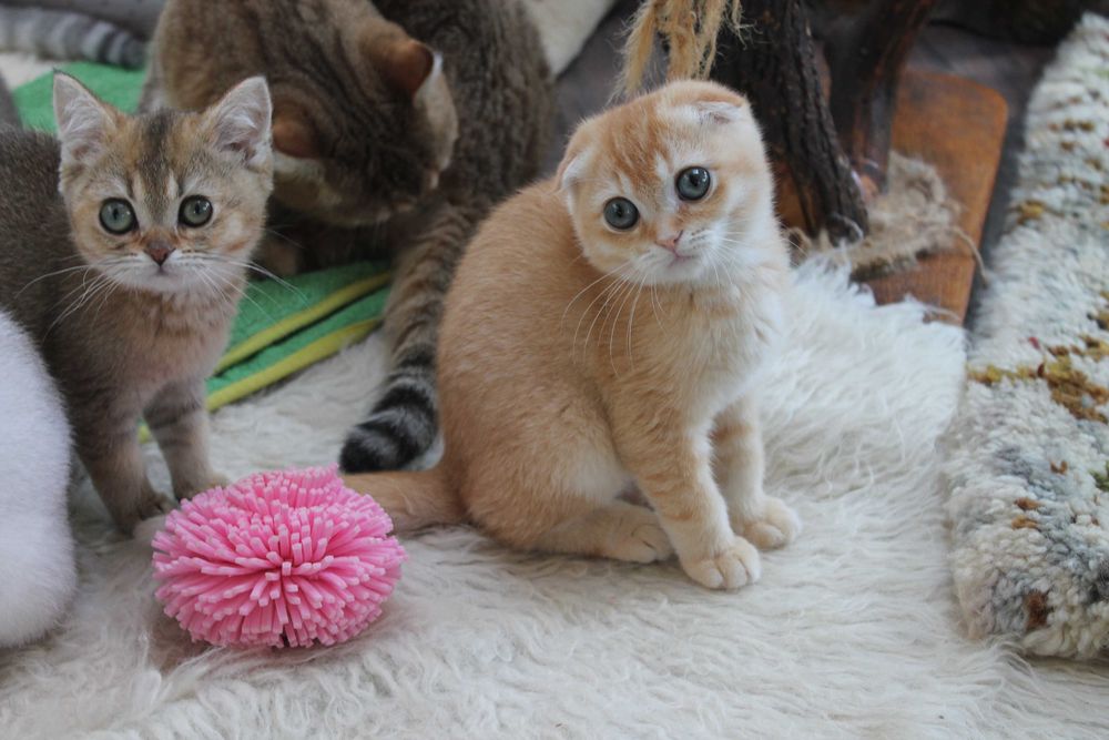 Яскравий та рідкісний шотландець золото1 шиншилли