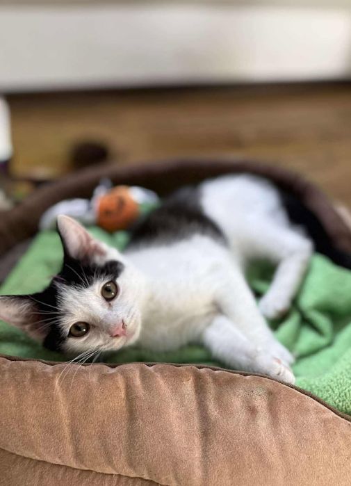 Miziaki Słodziaki kociaki gotowe do adopcji.