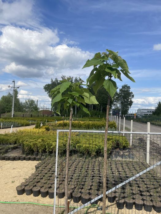 Polecamy : Catalpa Nana wysokosc 180-210 cm