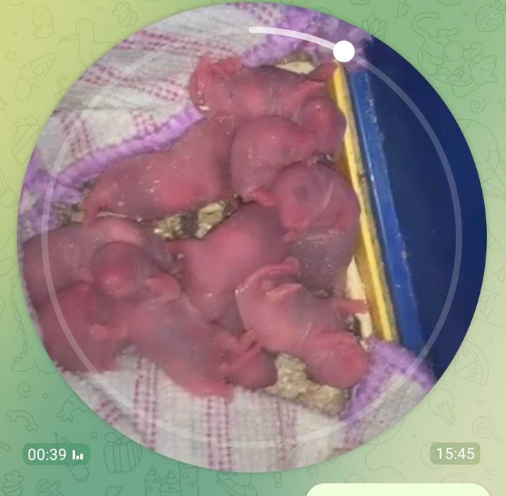 Подарую маленьких щурів