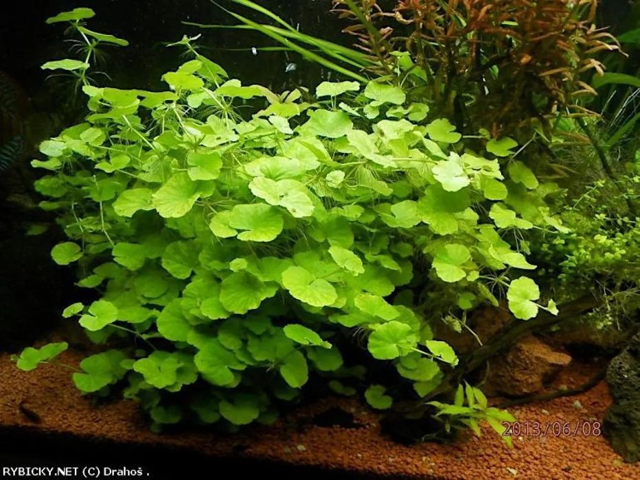 Roślina akwariowa Hydrocotyle leucocephala