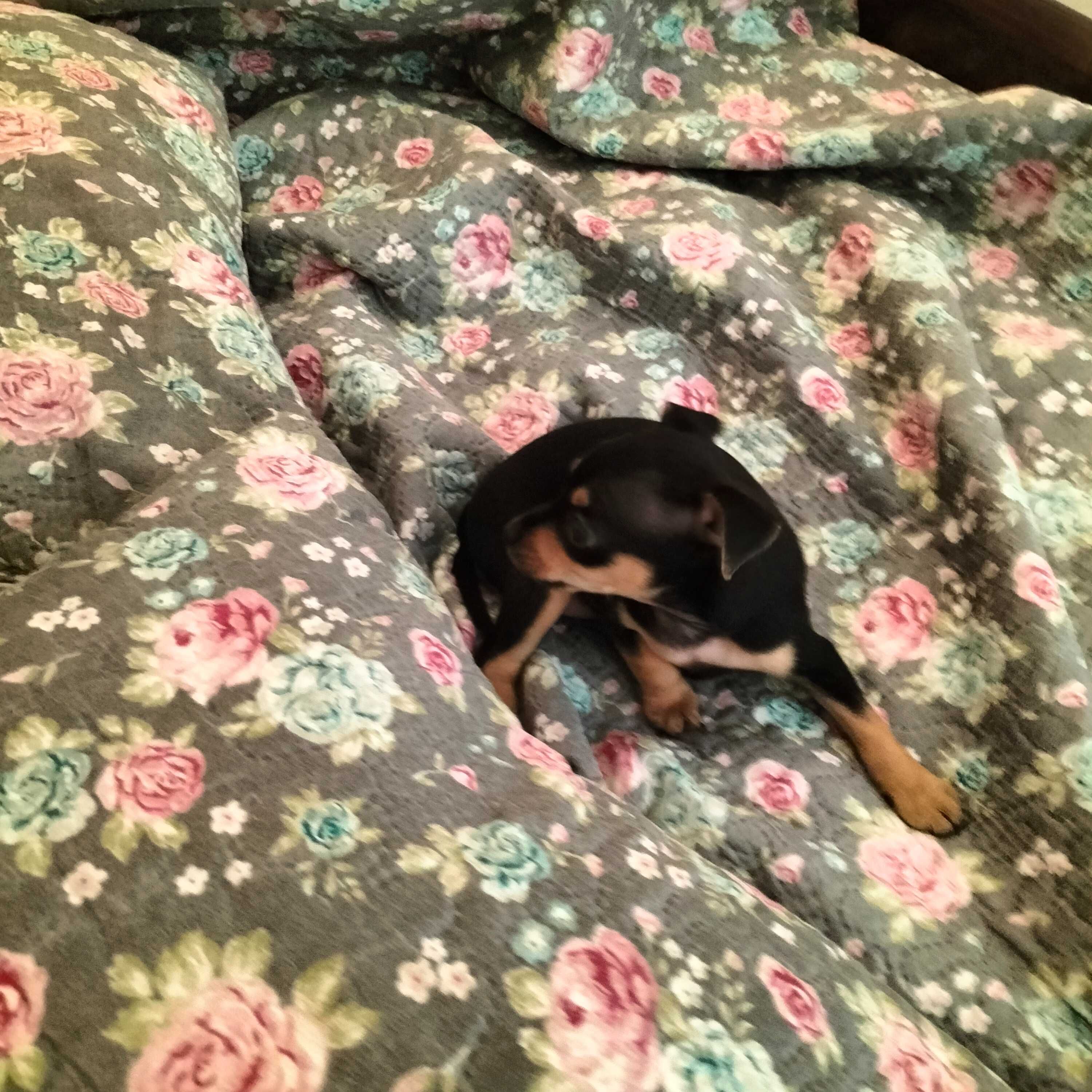 Pinscher fêmea linda