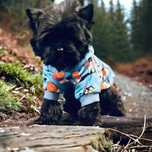 York czarny do kochania - Black Yorkshire Terrier.