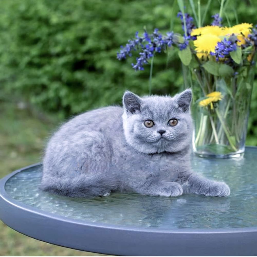 Чудовий британський хлопчик