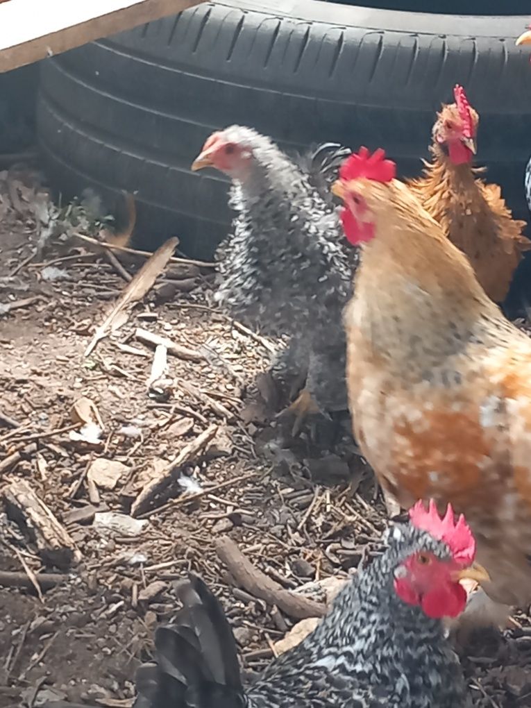 Vendo frangos pequenos