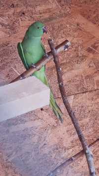 Samica aleksandretta obrożna papuga papugi