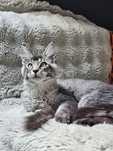 Kocurek rasy Maine Coon - rodowód FPL