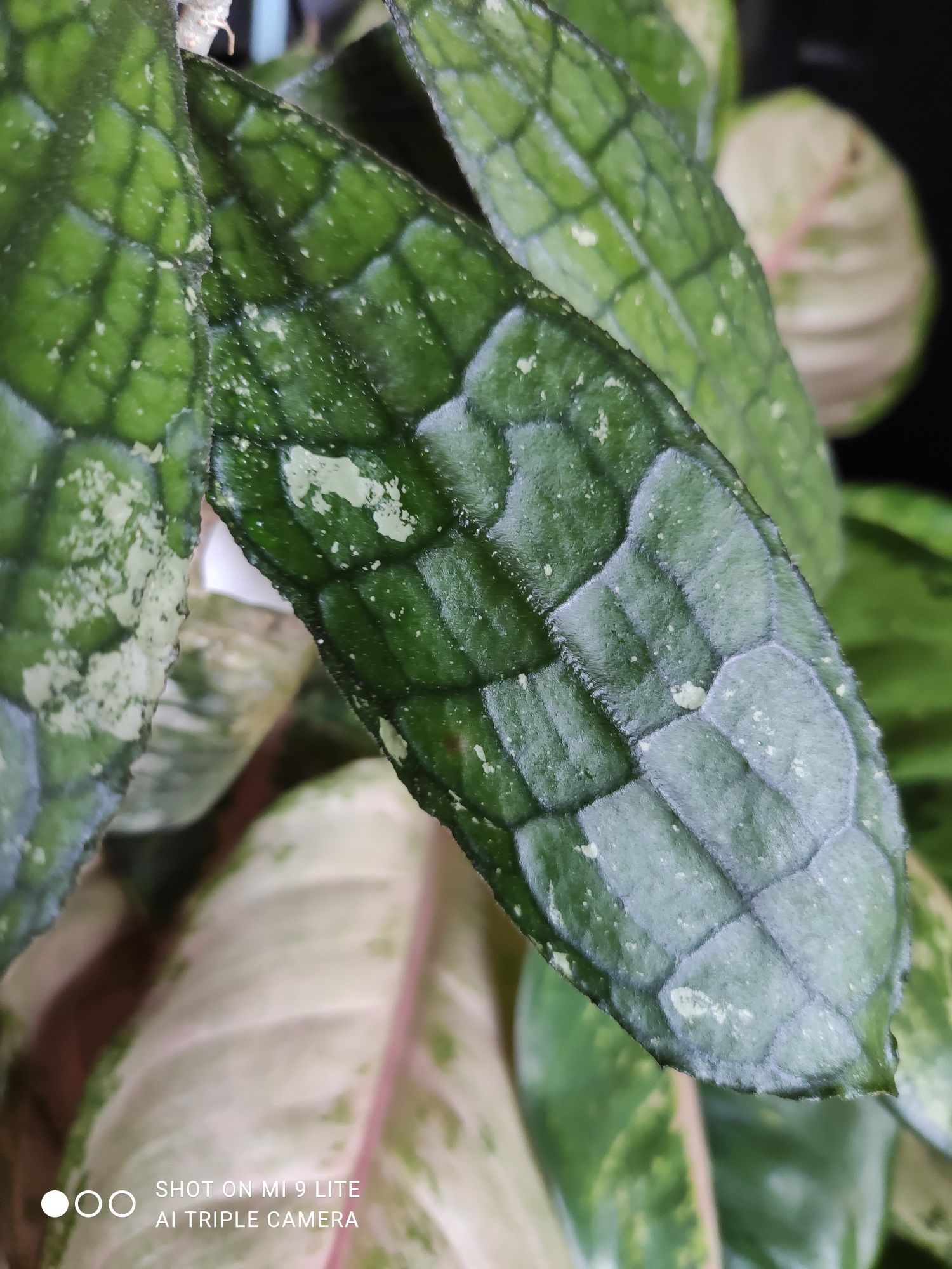 Hoya hoja clemensiorum Black splash leaves