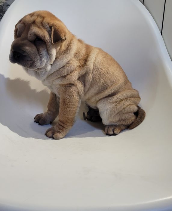 Sharpei macho castanho