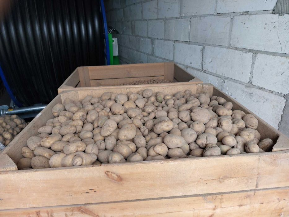 Ziemniaki paszowe, odpadowe.