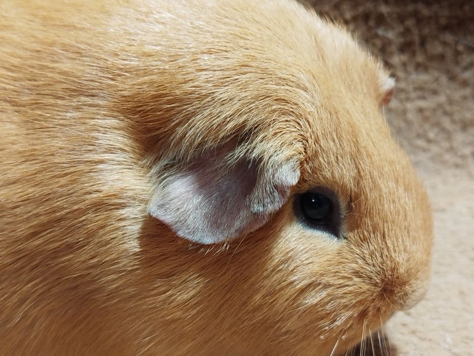 Морская свинка. Селф. Девочки.