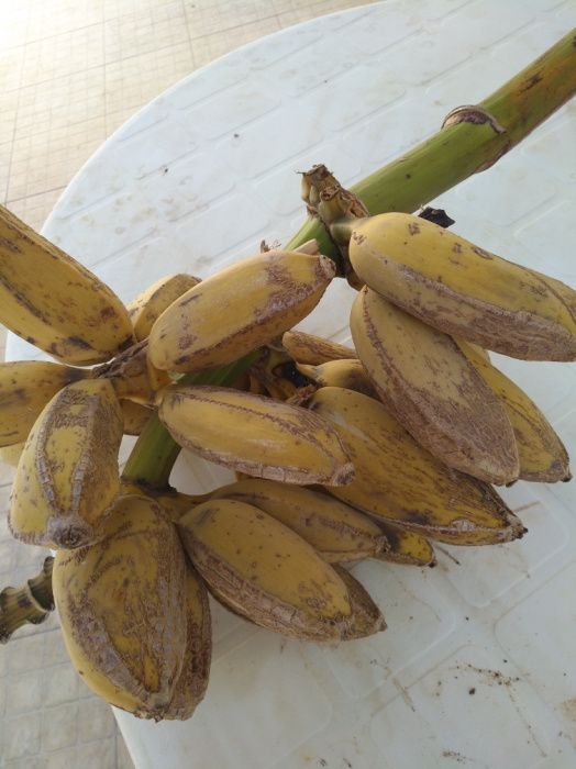 Bananeiras de grande qualidade